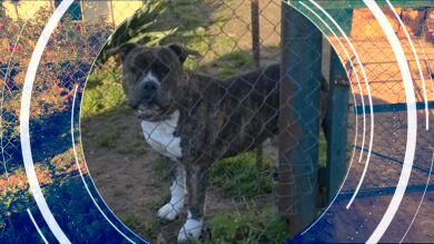 Atacado por un perro a sus 60 años mientras paseaba: 