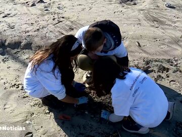 Nueva jornada de limpieza en las playas gallegas