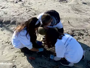 Nueva jornada de limpieza en las playas gallegas Nueva jornada de limpieza en las playas gallegas