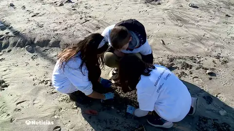 Nueva jornada de limpieza en las playas gallegas