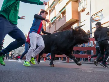 Varias personas corren junto a morlacos este domingo durante los encierros blancos Varias personas corren junto a morlacos este domingo durante los encierros blancos