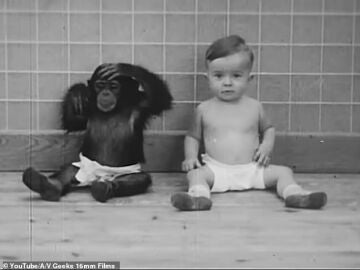 Experimento de crianza mono-niño