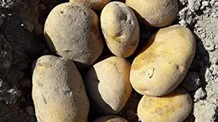 Cosecha patatas Cosecha patatas