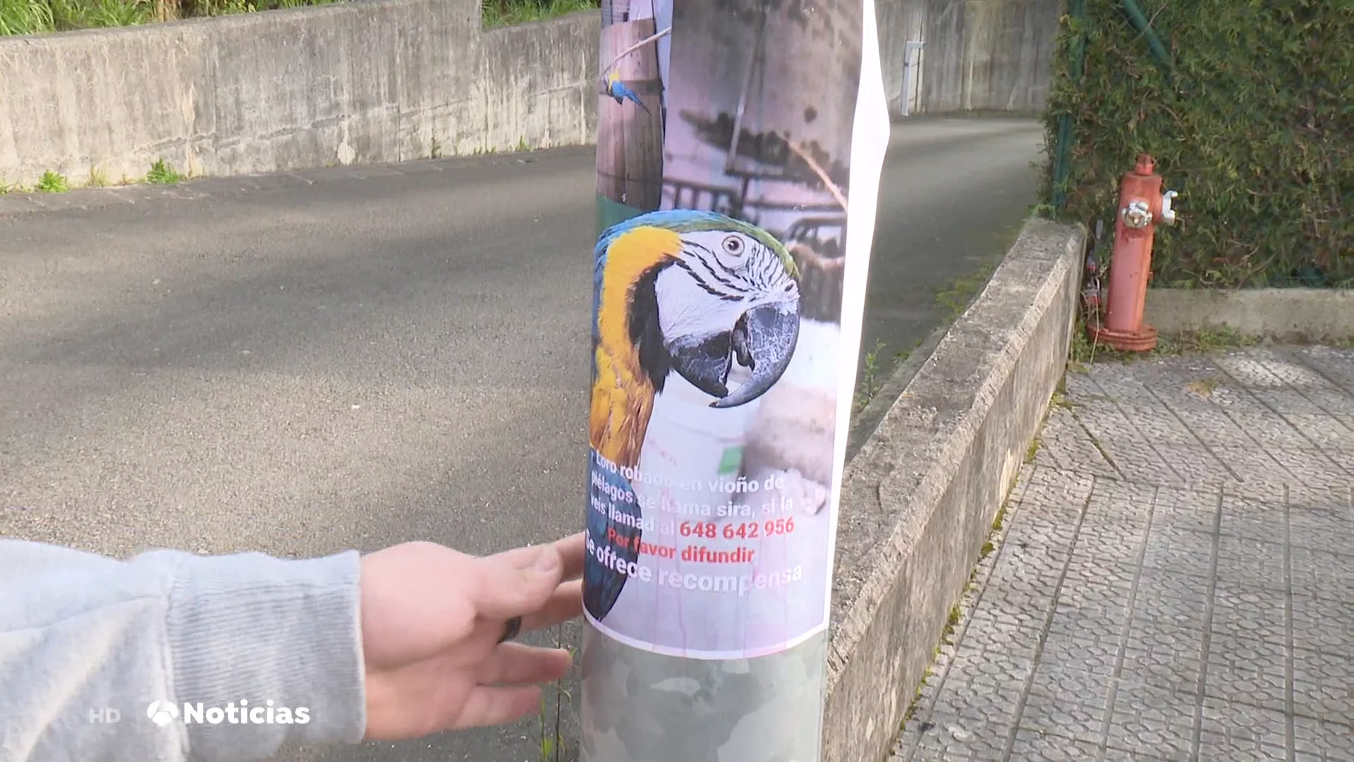 Oleada de robos de guacamayos en Cantabria Oleada de robos de guacamayos en Cantabria