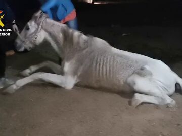 Detenido por maltrato animal tras descubrir a dos caballos y un perro en condiciones de extrema delgadez