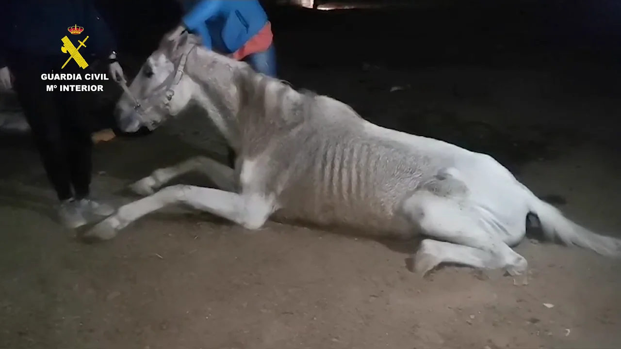 Detenido por maltrato animal tras descubrir a dos caballos y un perro en condiciones de extrema delgadez