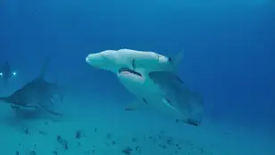 Tiburón martillo