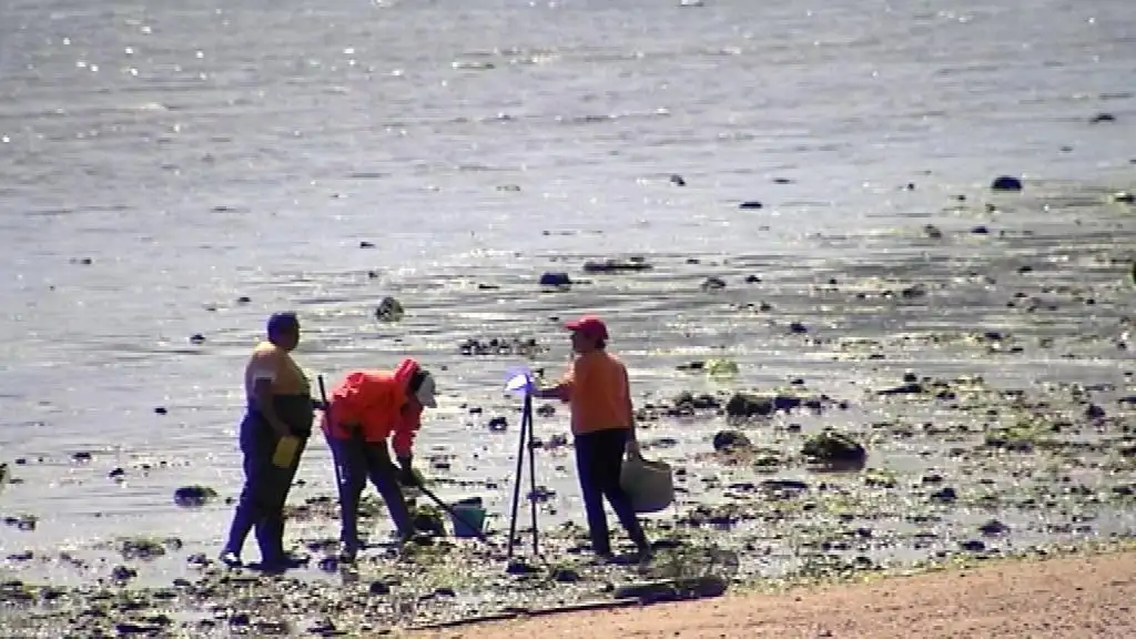 Mariscadoras