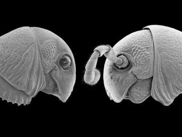Imagen de las nuevas especies de milpiés descubiertas
