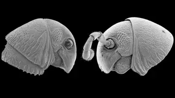 Imagen de las nuevas especies de milpiés descubiertas