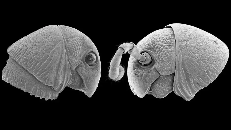 Imagen de las nuevas especies de milpiés descubiertas Imagen de las nuevas especies de milpiés descubiertas