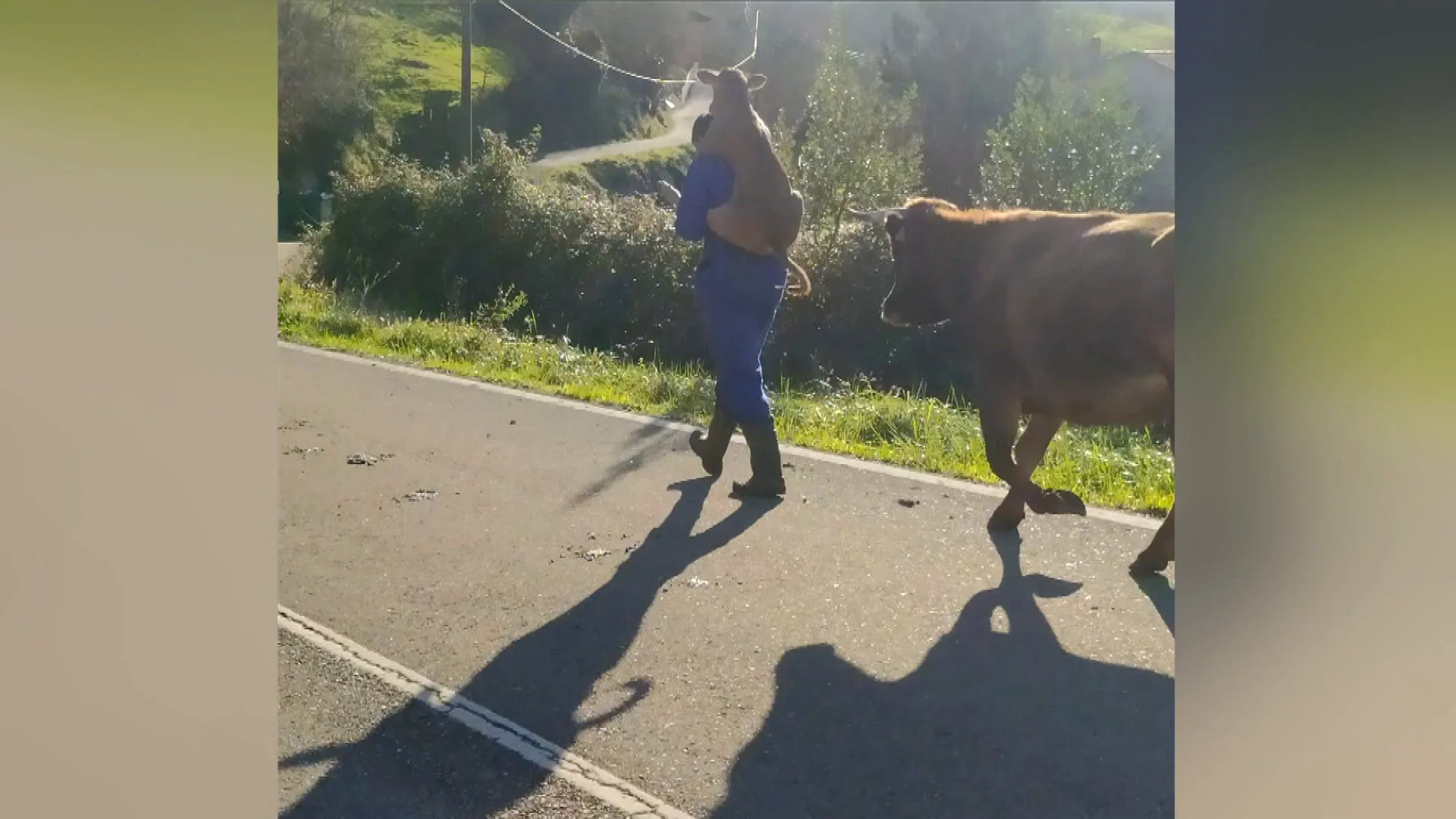 Ganadero Cantabria