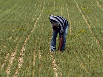 Un agricultor analiza un campo de cebada 