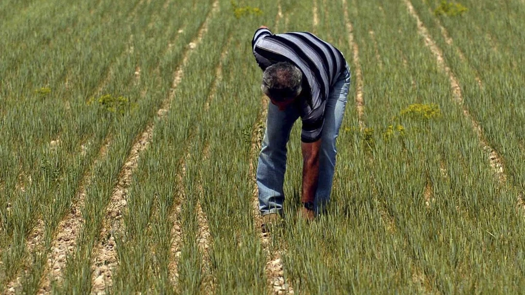 Un agricultor analiza un campo de cebada Un agricultor analiza un campo de cebada