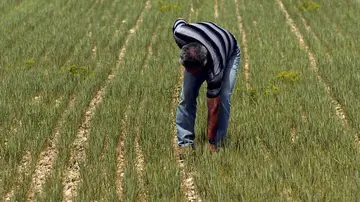 Agricultor español Agricultor español
