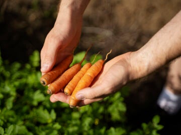 Plantar zanahorias