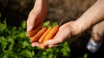 Plantar zanahorias