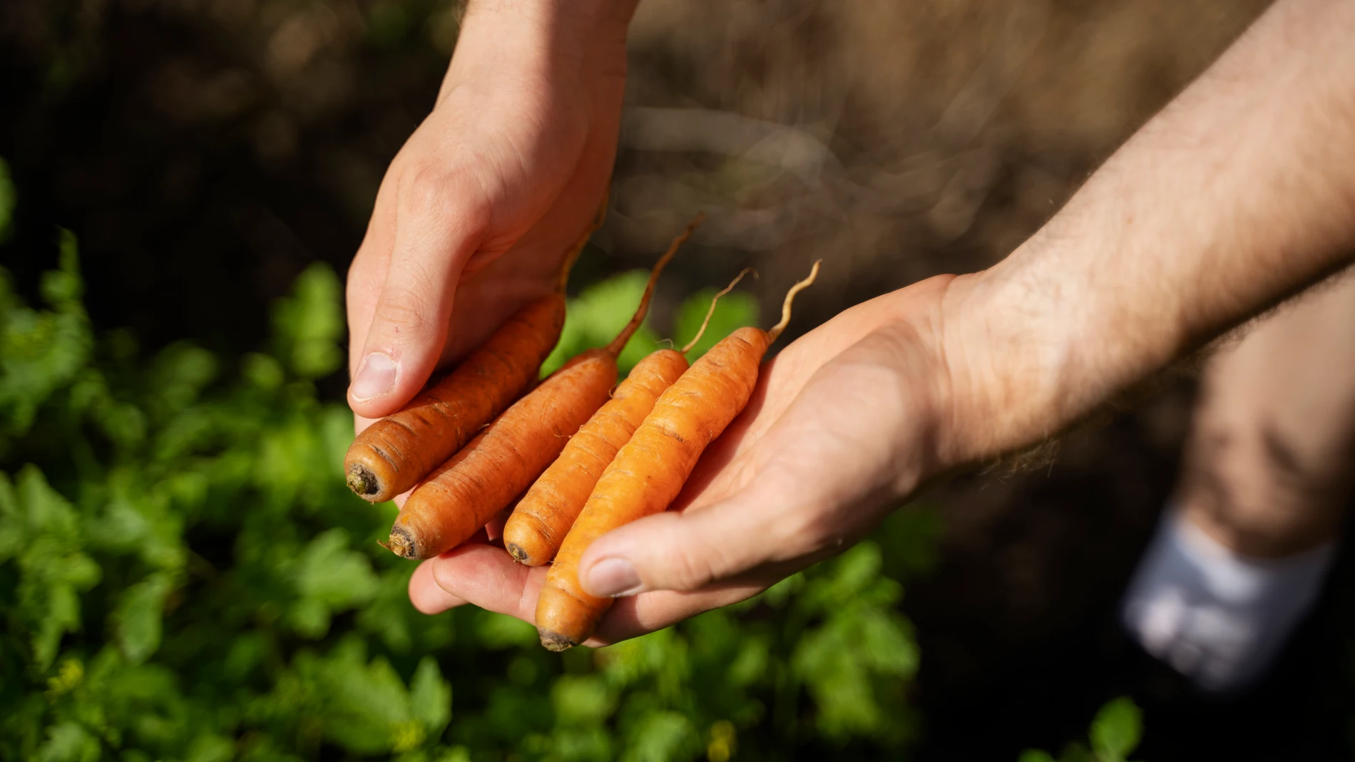 Plantar zanahorias