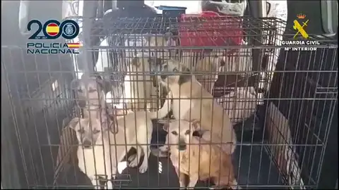 Los animales se encontraban en condiciones insalubres Los animales se encontraban en condiciones insalubres