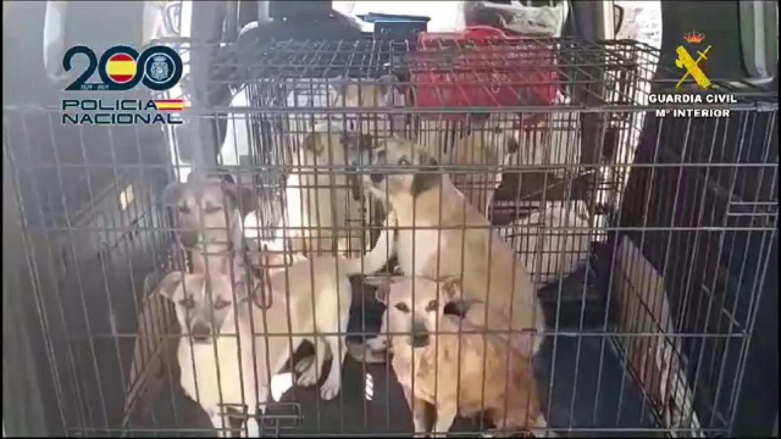 Un detenido en Telde por maltrato animal: ahogaba y tiraba cachorros a la basura