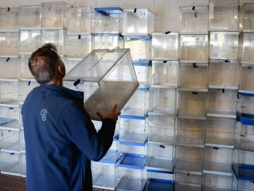 Urnas para las Elecciones Galicia 2024