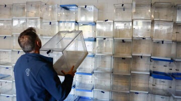 Urnas para las Elecciones Galicia 2024