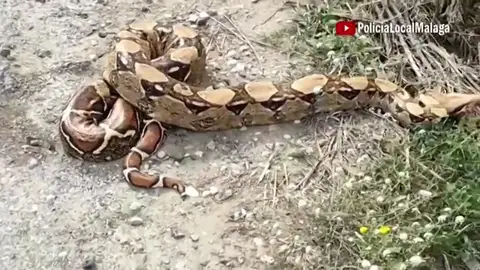 Encuentran una boa constrictor de 2,30 metros cerca de un campo de golf de Málaga Encuentran una boa constrictor de 2,30 metros cerca de un campo de golf de Málaga