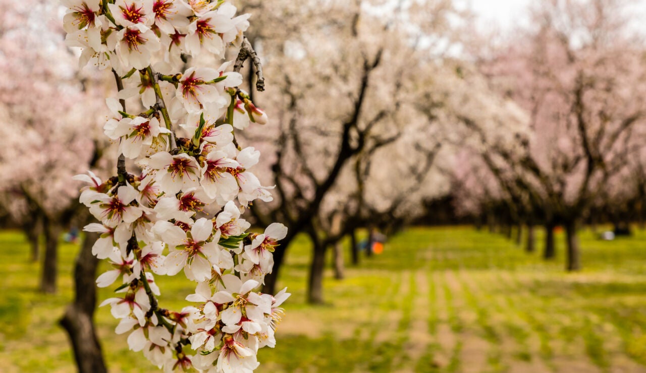 Almendros en flor de La Quinta de los Molinos en Madrid
