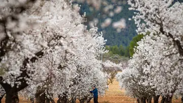Floración del almendro en Mula, Murcia Floración del almendro en Mula, Murcia