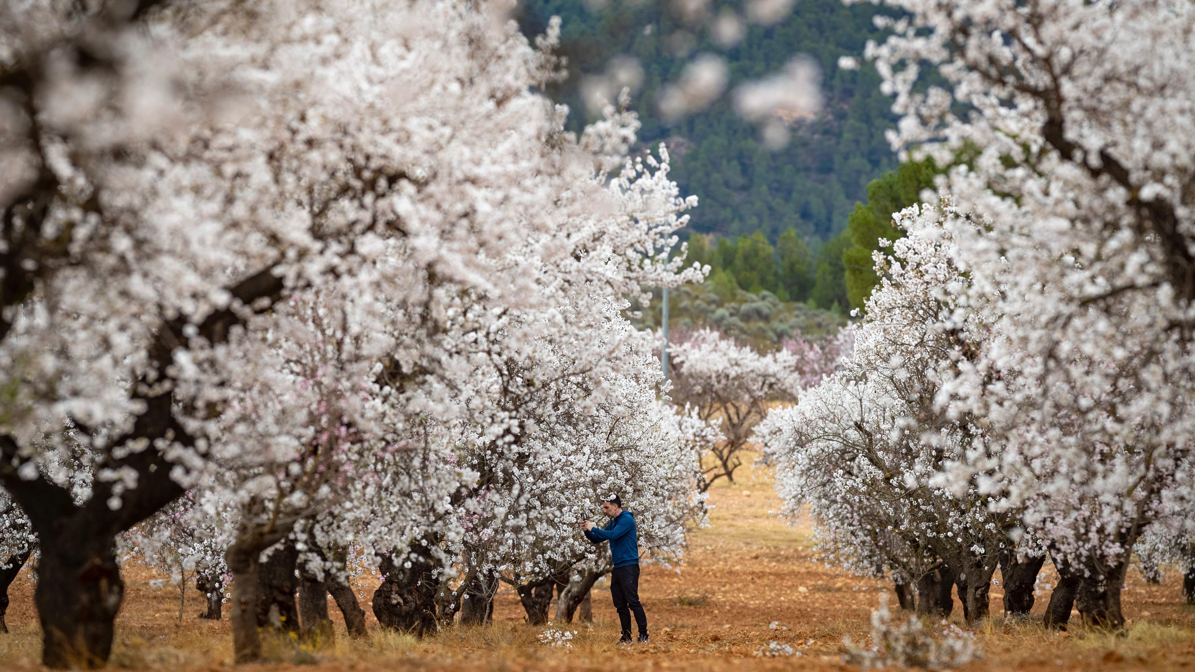 Floración del almendro en Mula, Murcia Floración del almendro en Mula, Murcia
