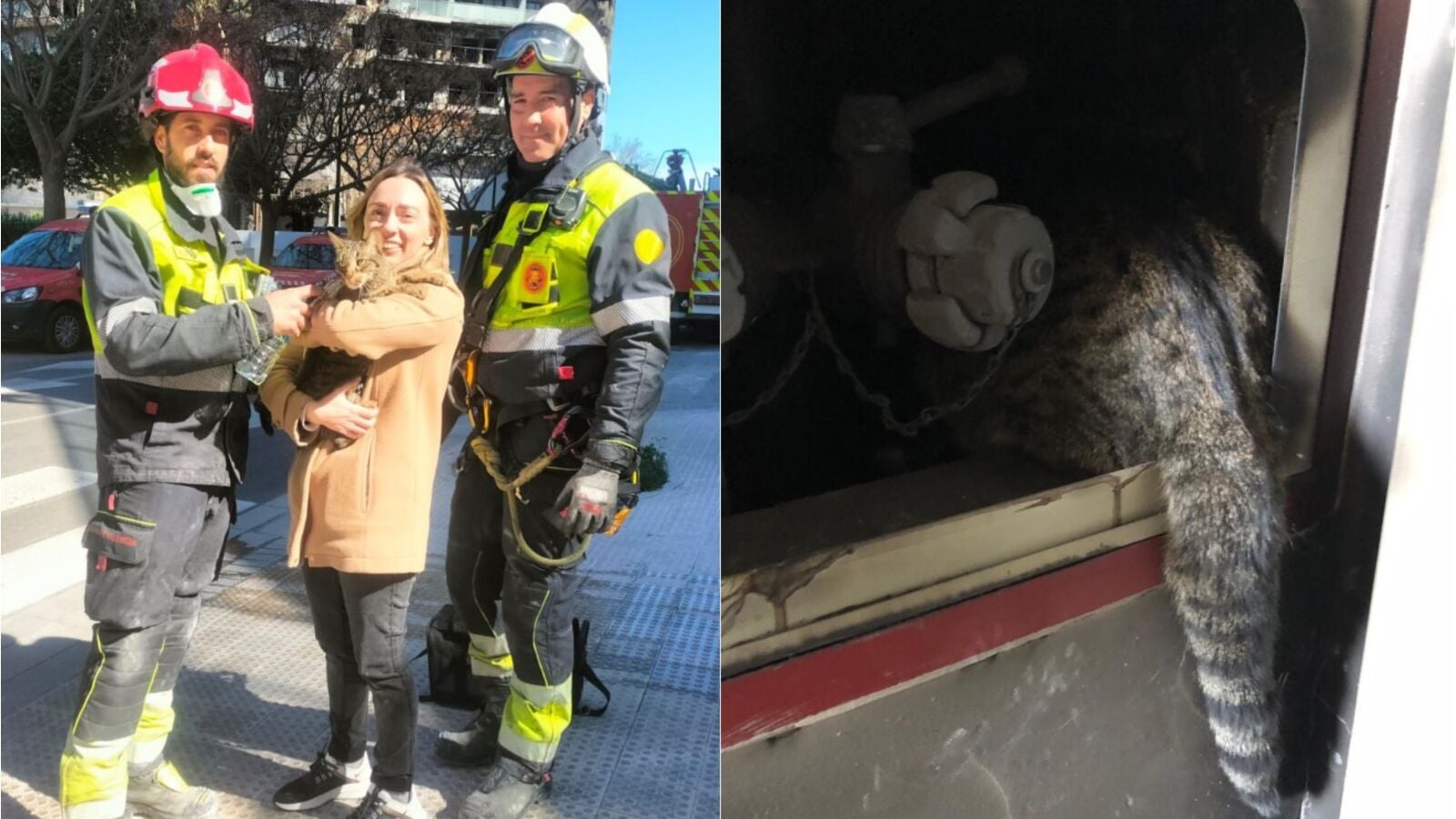 Encuentran con vida a un gato en el piso 13 del edificio incendiado en Valencia