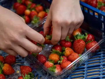 Fresas Fresas
