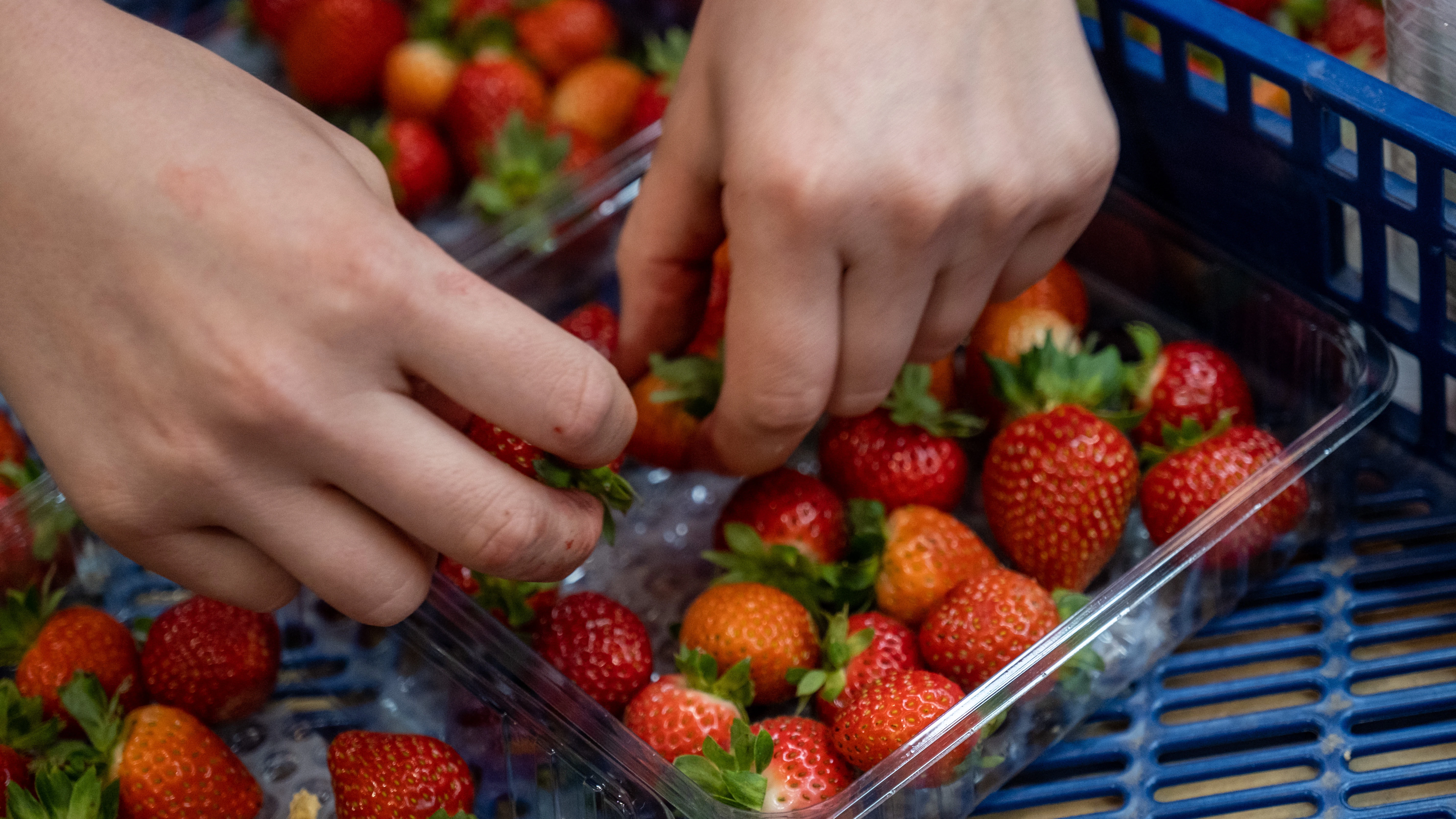 Fresas