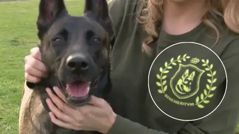 Buscan nuevo hogar para los perros jubilados de la Guardia Civil Buscan nuevo hogar para los perros jubilados de la Guardia Civil