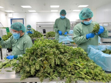 Empleados procesan plantas de cannabis en Demecan, la primera empresa alemana que suministra cannabis medicinal a la Agencia Alemana del Cannabis en Ebersbach, Alemania 