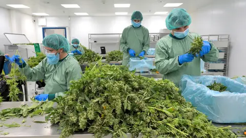 Empleados procesan plantas de cannabis en Demecan, la primera empresa alemana que suministra cannabis medicinal a la Agencia Alemana del Cannabis en Ebersbach, Alemania 