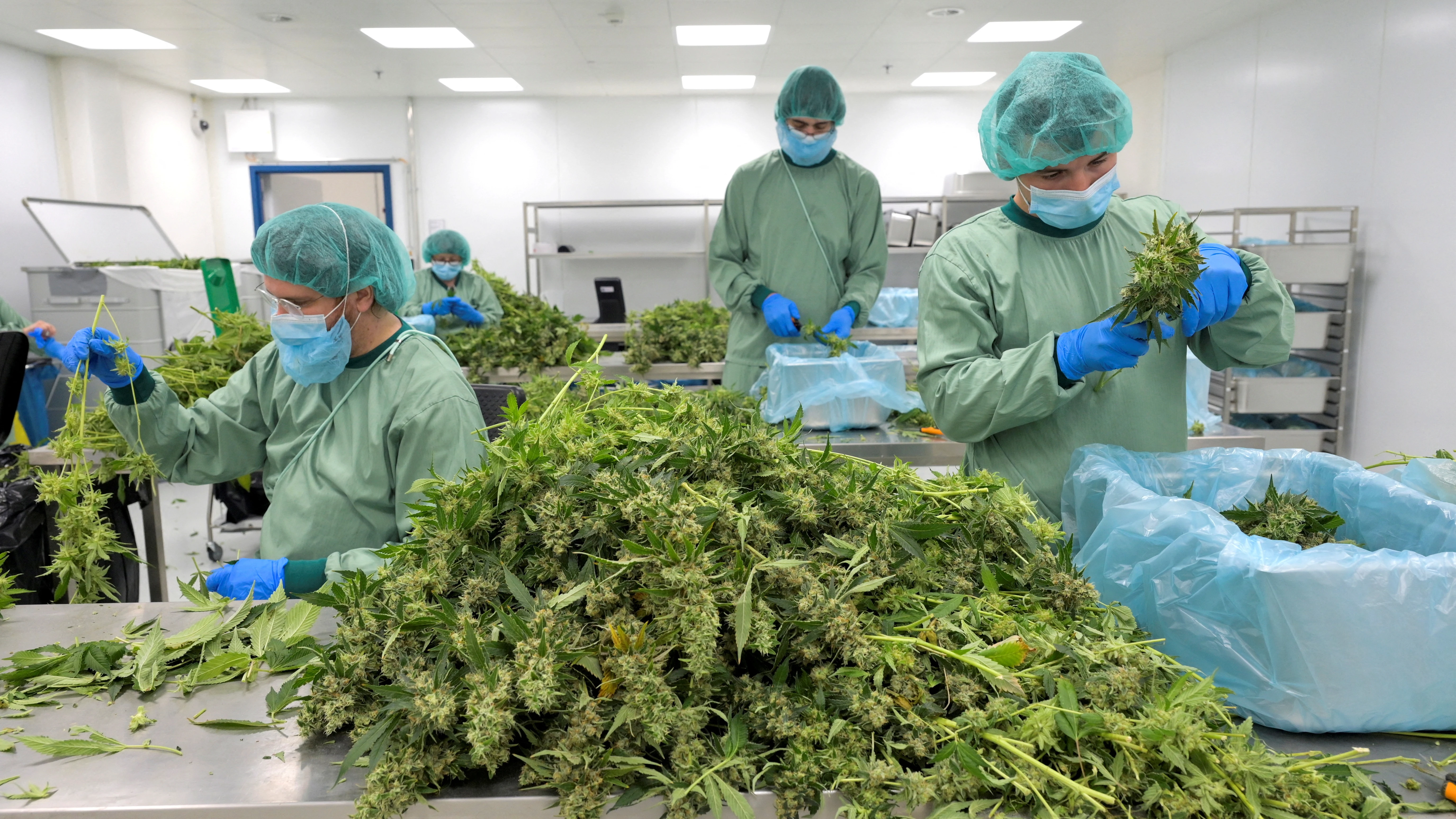 Empleados procesan plantas de cannabis en Demecan, la primera empresa alemana que suministra cannabis medicinal a la Agencia Alemana del Cannabis en Ebersbach, Alemania Empleados procesan plantas de cannabis en Demecan, la primera empresa alemana que suministra cannabis medicinal a la Agencia Alemana del Cannabis en Ebersbach, Alemania