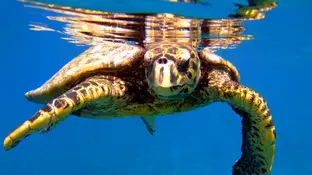 Imagen de una tortuga marina. Imagen de una tortuga marina.