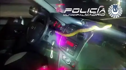 Una serpiente se cuela en un coche y asusta a la conductora Una serpiente se cuela en un coche y asusta a la conductora