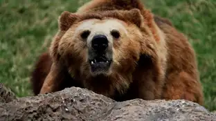 Osos pardos Osos pardos