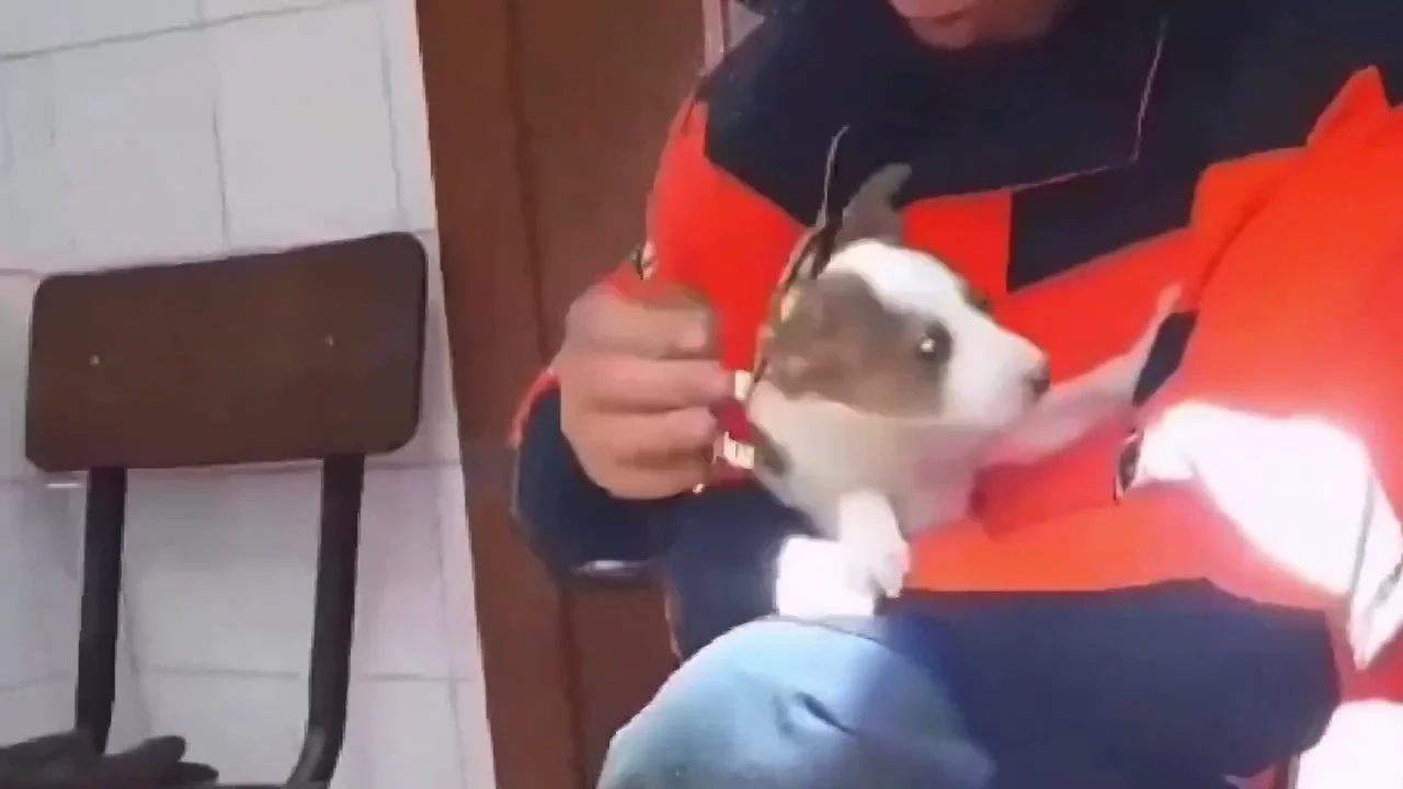 Rescatan vivo a un perro atrapado en un conducto de ventilación durante tres días en Málaga Rescatan vivo a un perro atrapado en un conducto de ventilación durante tres días en Málaga