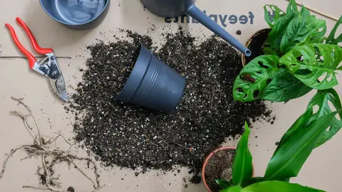Trasplantar planta Trasplantar planta