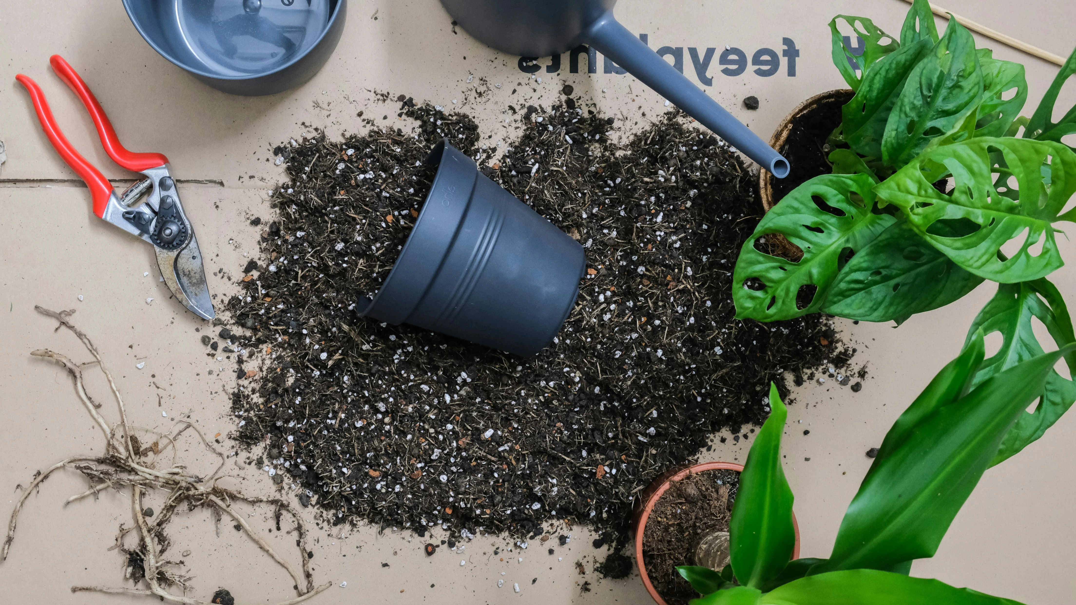Trasplantar planta