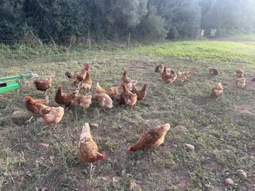 Gallinas en un campo Gallinas en un campo