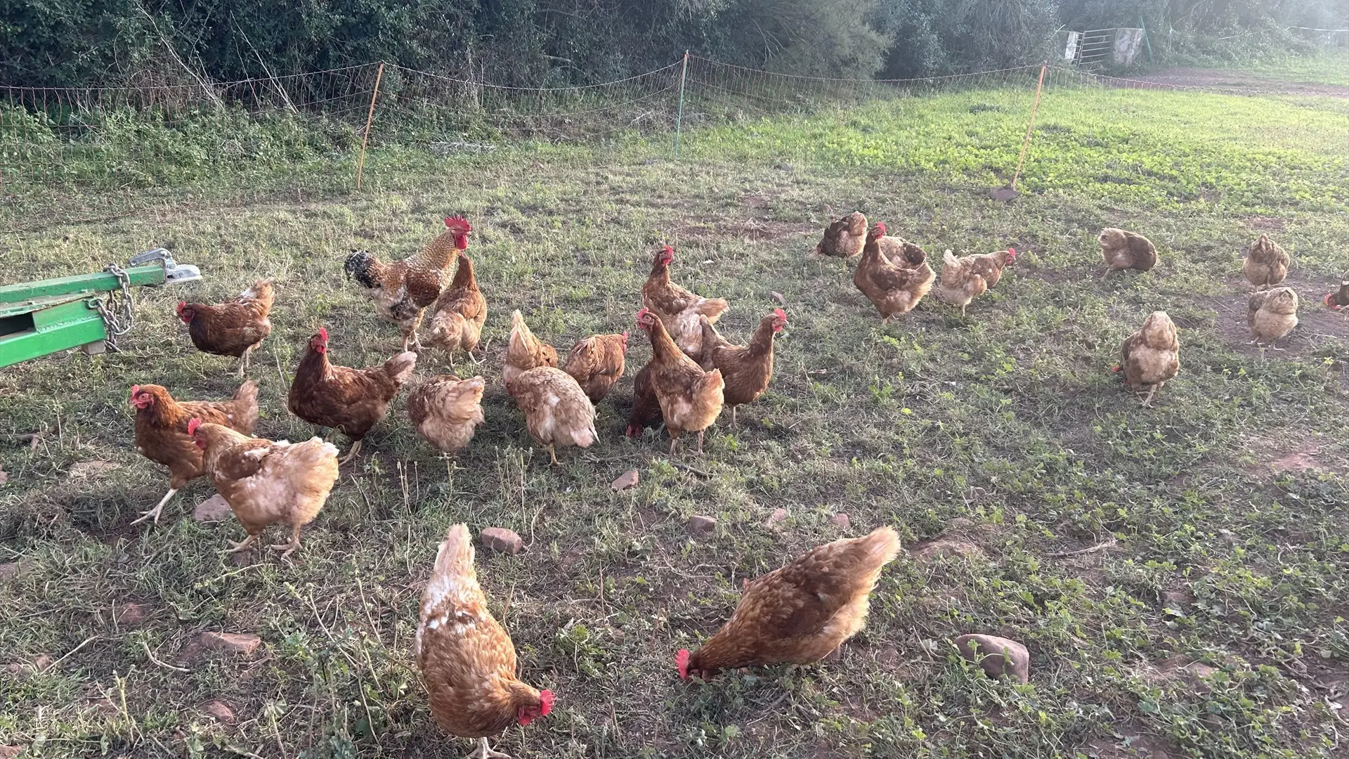 Gallinas en un campo