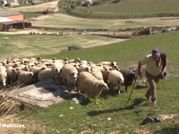 Un pastor con un rebaño de ovejas