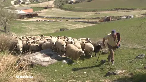Un pastor con un rebaño de ovejas Llegan los pastores de emergencia: "No podemos irnos de vacaciones y dejar solos a los animales"