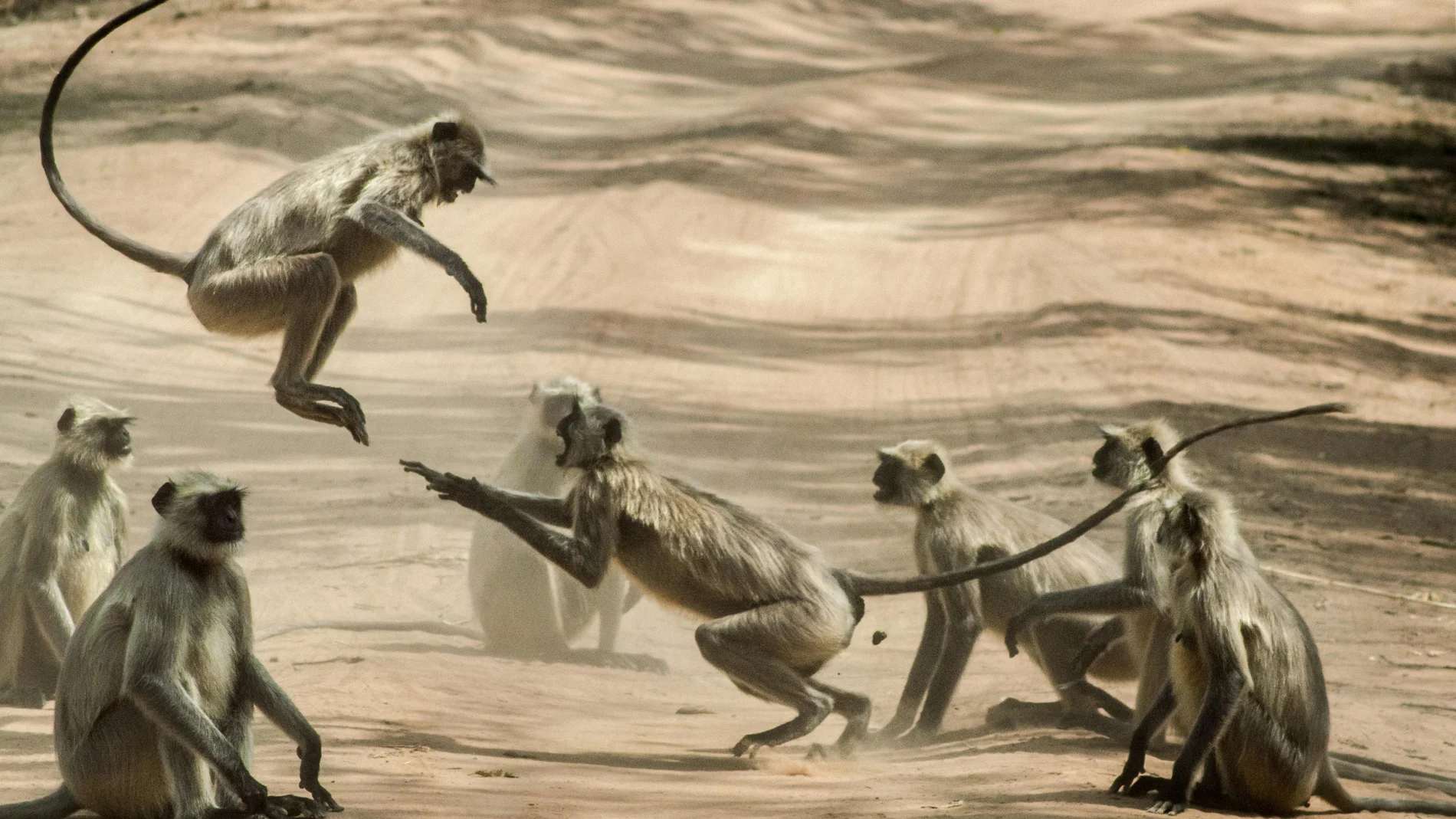 Imagen de archivo de una pelea de monos. 