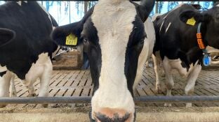 Vacas lecheras