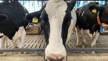 Vacas lecheras